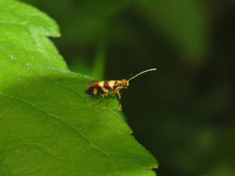 Micropterix tuscaniensis e Micropterix aruncella